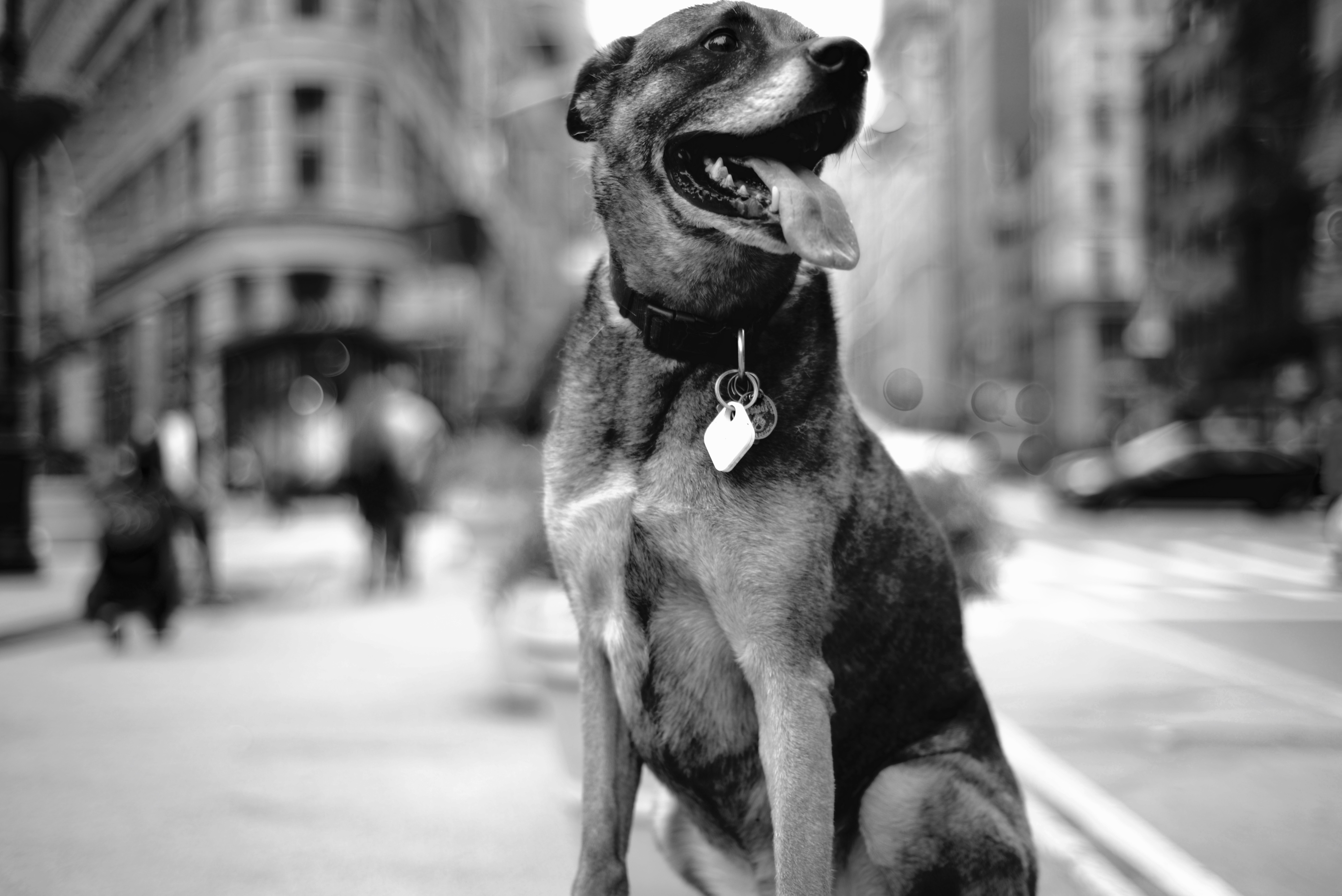 Natan Gesher's Belgian Malinois dog "Sharav" at Madison Square Park, New York City, in December 2015